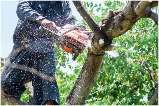tree services Greybull